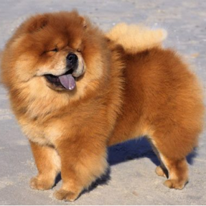 Tweetie Chow Chow