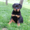 Babe Rottweiler