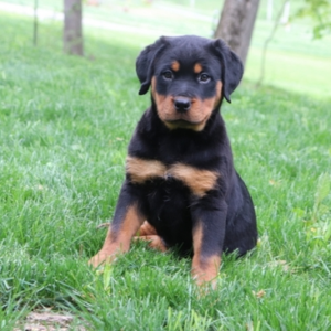 Babe Rottweiler