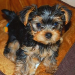 Madeline Yorkshire Terrier - Yorkie