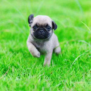 Ruby Pug