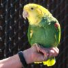 Double Yellow Headed Amazon