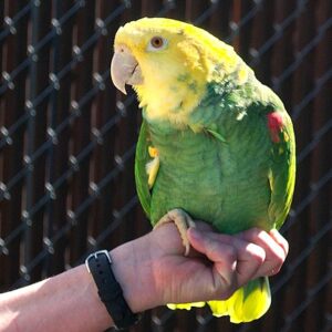 Double Yellow Headed Amazon