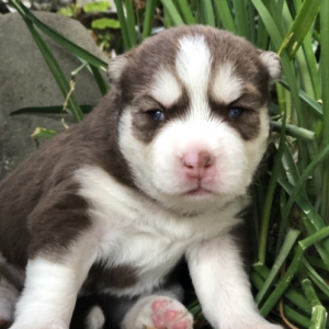 River Siberian Husky