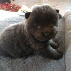 Gigi Chow Chow