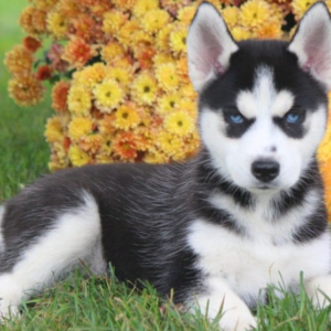 Alan Siberian Husky
