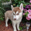 Zinnia Siberian Husky