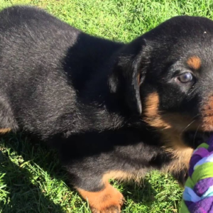 Asher Rottweiler