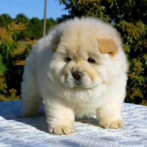 Razz Chow Chow