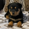 Stanley Rottweiler