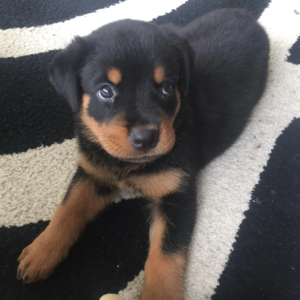 Athena Rottweiler Puppies