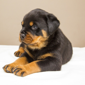 val rottweiler