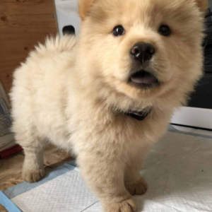 Titus Chow Chow