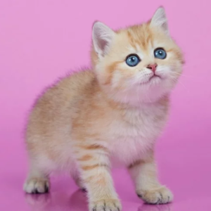 British shorthair male kitten
