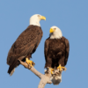Buy Bald Eagle