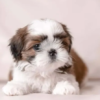 shih tzu puppies