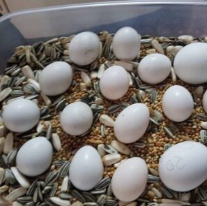 black palm cockatoo parrot eggs