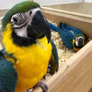 Blue and Yellow Macaw