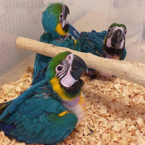 Buy Blue And Gold Macaw Chicks