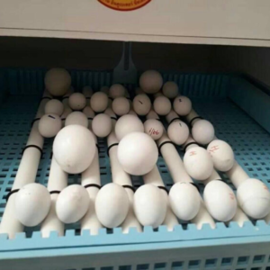 macaw parrot eggs for sale
