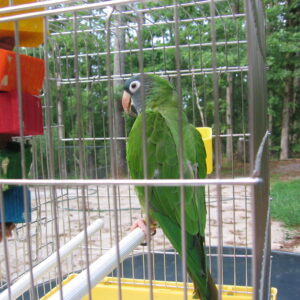 Blue Crown Conure