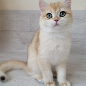 All Kittens