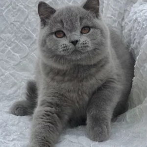 British shorthair male kitten