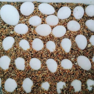 African Grey Parrot Eggs