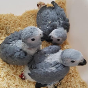 Baby African Grey Parrots