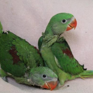 Amazon Parrots