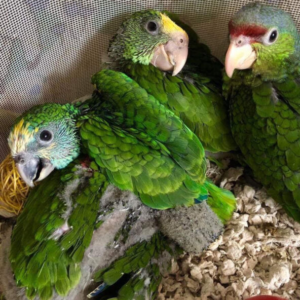 Buy Amazon Parrot Chicks