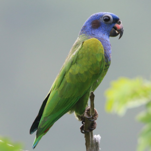 Buy Blue Headed Pionus