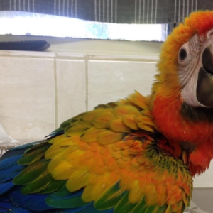 Buy Camelot Macaw