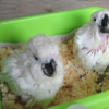 Buy Cockatoo Parrot Chicks