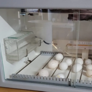 Hatch a Parrot Egg Trial Pack