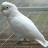 Goffin’s Cockatoo