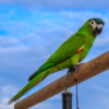 Buy Hahn’s Macaw