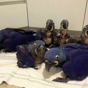 Buy Hyacinth Macaw Chicks