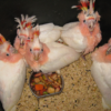 Buy Major Mitchells Cockatoo Chicks