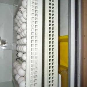 blue throated macaw eggs