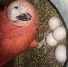 Galah cockatoo parrot eggs