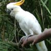 Citron Cockatoo For Sale