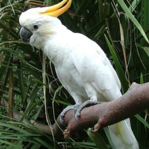 Citron Cockatoo For Sale