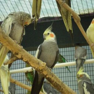 Cockatiel Birds for Sale