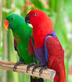 Eclectus Parrot