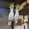 Eleanora Cockatoo