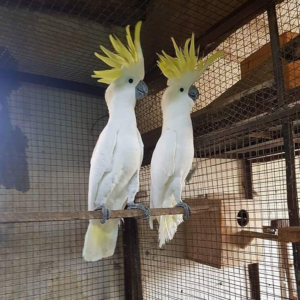 Eleanora Cockatoo