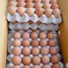 fertile broiler eggs for sale