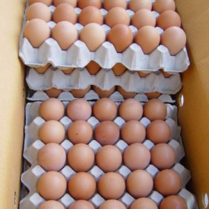 fertile broiler eggs for sale