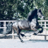 Friesian gelding for sale